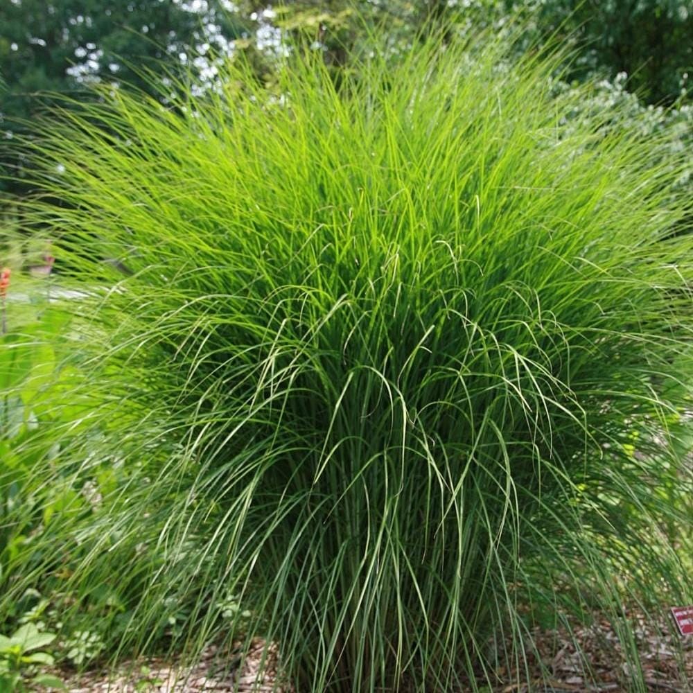 Miscanthus Maiden Grass bush by GoBuyPlants® with tall, feathery plumes and slender green leaves in a garden setting.