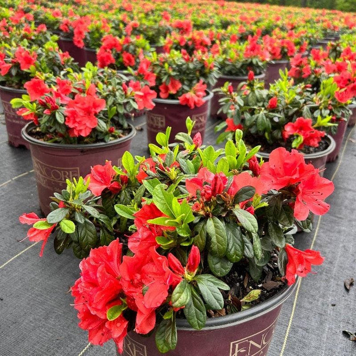 Azalea Encore Autumn Sunset bush with vibrant orange and yellow fall foliage, cultivated by GoBuyPlants®.