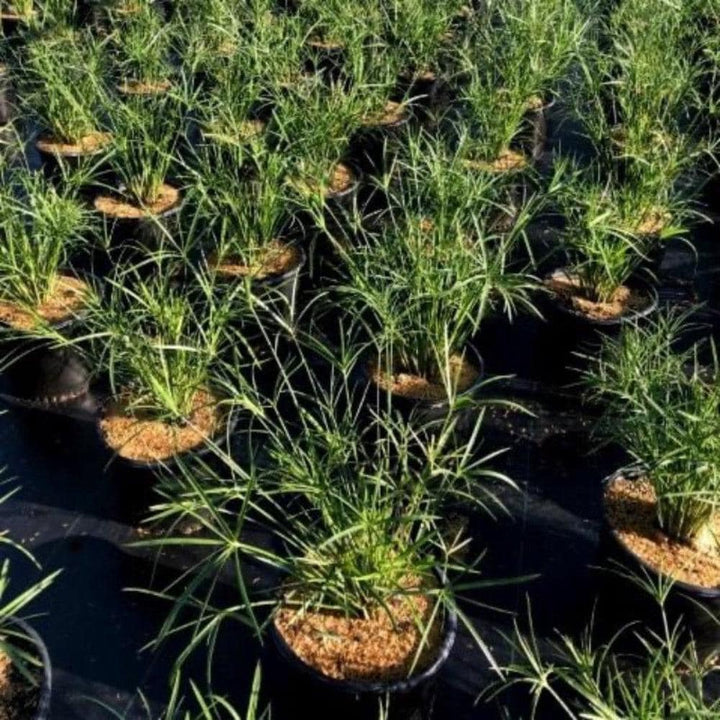 Miniature Cyperus umbrella plant in a pot, showcasing green bushy foliage, part of GoBuyPlants® bushes and trees collection.
