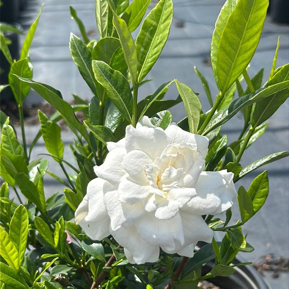 Gardenia August Beauty bush from GoBuyPlants® showing lush green foliage and white blossoms on a garden shrub.