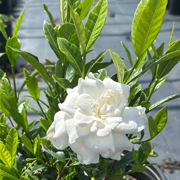 Gardenia August Beauty bush from GoBuyPlants® showing lush green foliage and white blossoms on a garden shrub.