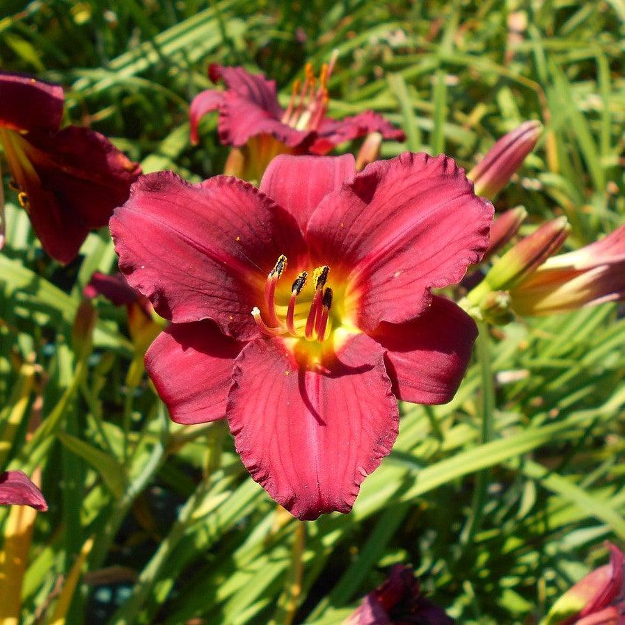 Bright red Hemerocallis Pardon Me daylily blooming on a lush bush, cultivated by GoBuyPlants®.
