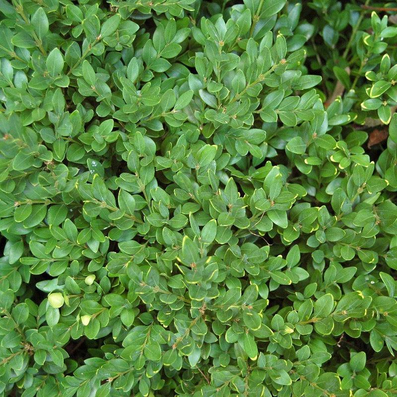 Green velvet Buxus shrub from GoBuyPlants® showing dense, lush foliage ideal for hedges or decorative garden use.