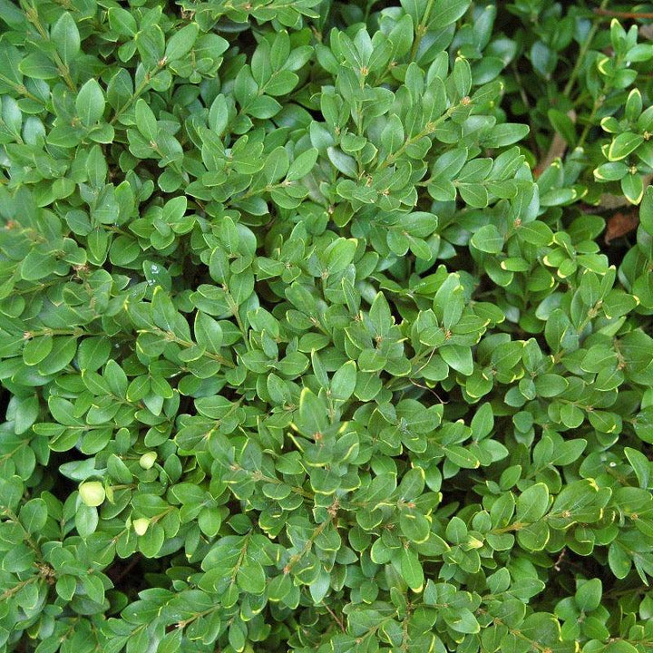 Green velvet Buxus shrub from GoBuyPlants® showing dense, lush foliage ideal for hedges or decorative garden use.