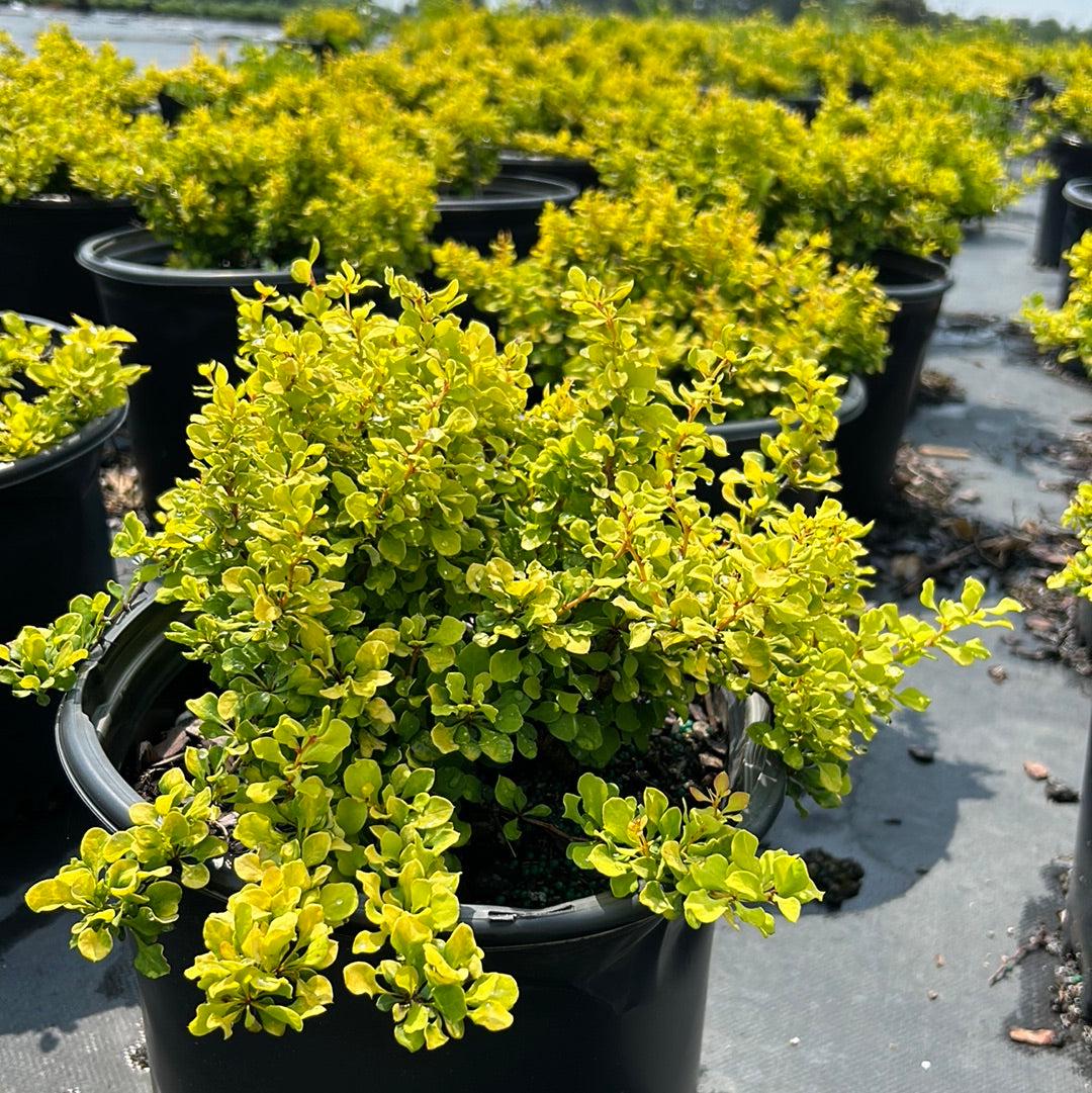 Small Barberry Tiny Gold bush from GoBuyPlants® with vibrant yellow foliage, ideal for decorative gardens and landscaping.