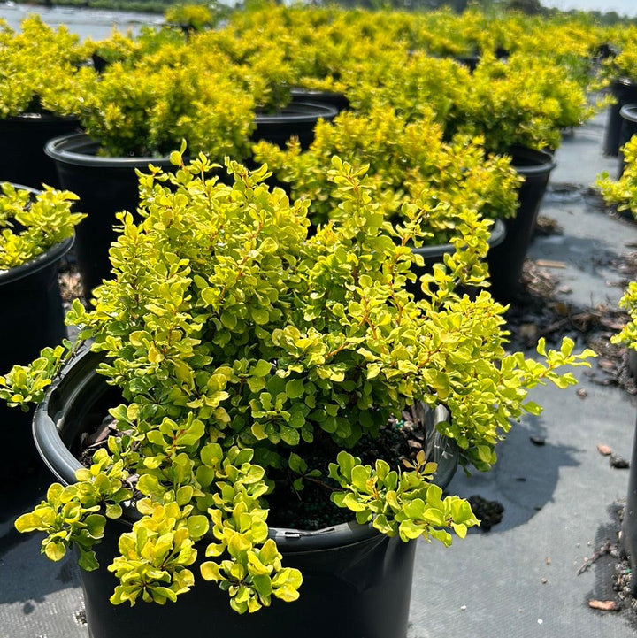 Small Barberry Tiny Gold bush from GoBuyPlants® with vibrant yellow foliage, ideal for decorative gardens and landscaping.