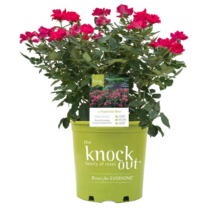 Rose Knock Out® bush from GoBuyPlants® showing vibrant, healthy pink blooms and lush green foliage.
