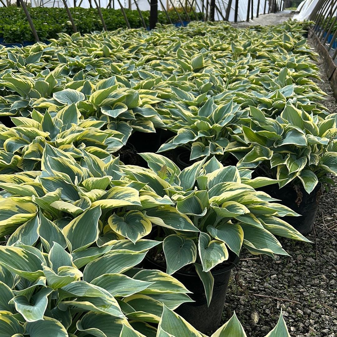 GoBuyPlants® Hosta First Frost bush with lush green foliage and variegated white edges, ideal for shade gardens.