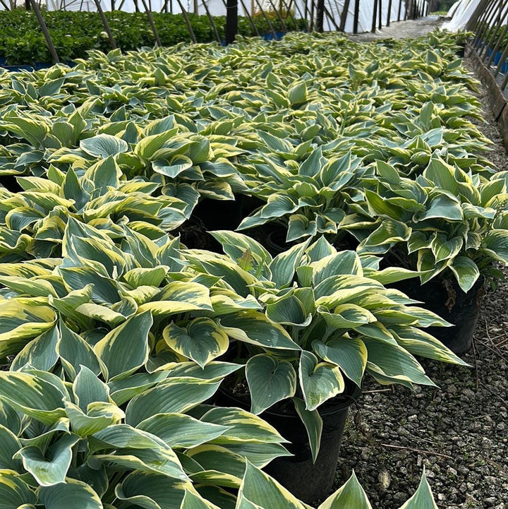 GoBuyPlants® Hosta First Frost bush with lush green foliage and variegated white edges, ideal for shade gardens.