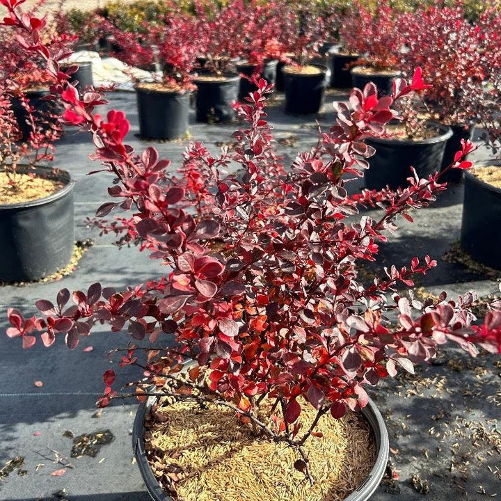 Crimson Pygmy Barberry bush from GoBuyPlants® with vibrant red foliage, compact shrub suitable for landscaping and decorative gardens.