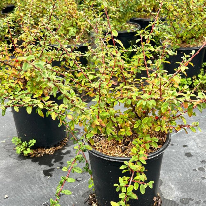 Bright red Cotoneaster Coral Beauty bush from GoBuyPlants® with dense foliage and small berries, ideal for landscaping or garden decor.