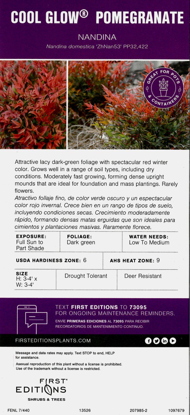 Nandina Cool Glow® Pomegranate bush with vibrant green foliage and distinctive red berries, from GoBuyPlants®.