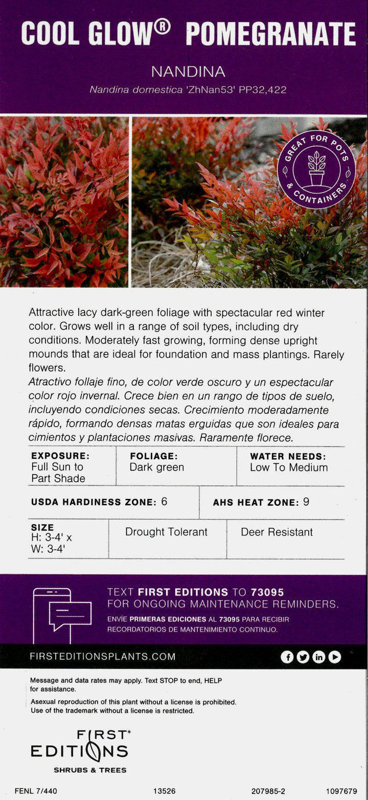 Nandina Cool Glow® Pomegranate bush with vibrant green foliage and distinctive red berries, from GoBuyPlants®.