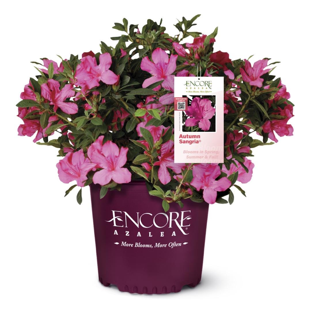 Azalea Encore Autumn Sangria bush showcasing vibrant red and green foliage, healthy and full, ideal for landscaping or decorative gardening.
