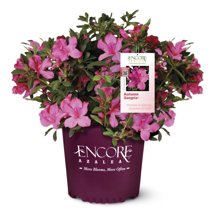 Azalea Encore Autumn Sangria bush showcasing vibrant red and green foliage, healthy and full, ideal for landscaping or decorative gardening.