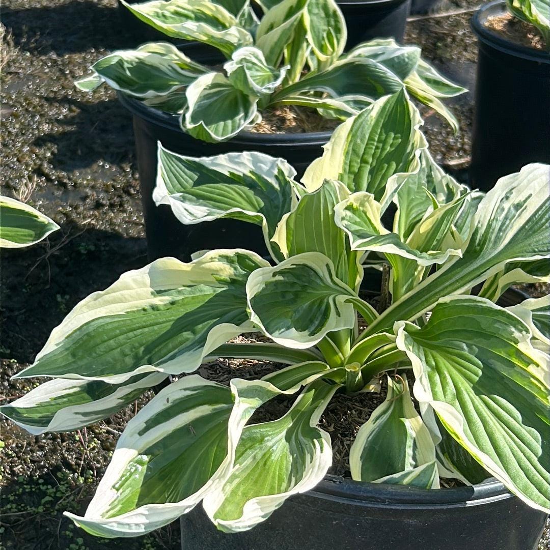 GoBuyPlants® Hosta Patriot bush with lush green and variegated white leaves, shown in a garden setting.