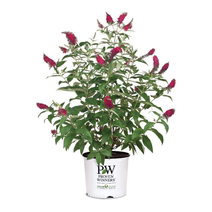 Buddleia Miss Molly bush with vibrant purple flowers and green foliage, cultivated by GoBuyPlants® for attracting butterflies.