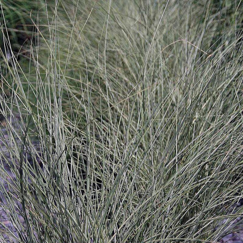 Miscanthus Morning Light bush by GoBuyPlants® with tall, feathery silvery-green foliage, ideal for landscaping and garden accents.