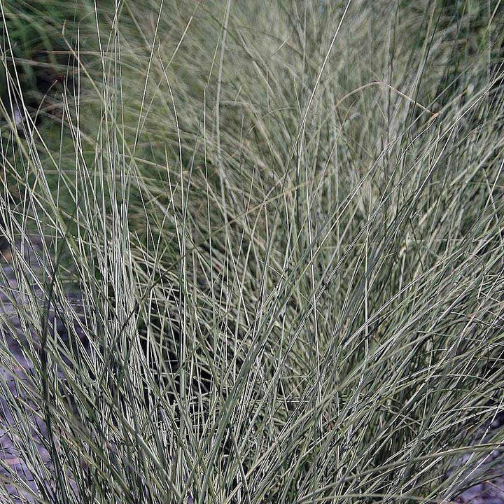 Miscanthus Morning Light bush by GoBuyPlants® with tall, feathery silvery-green foliage, ideal for landscaping and garden accents.
