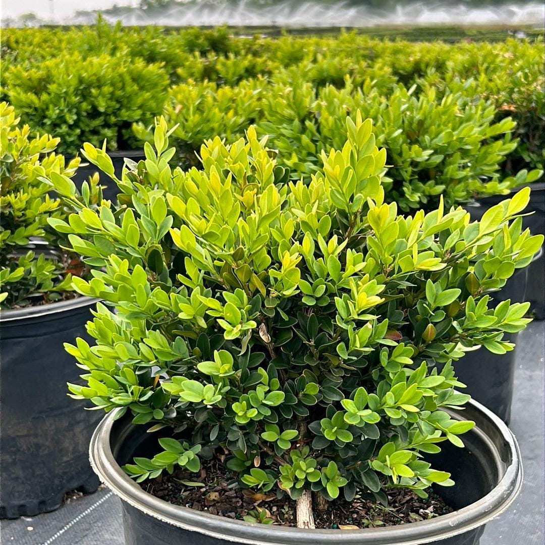 Green velvet Buxus bush from GoBuyPlants®, lush and dense shrub ideal for hedges and decorative gardens.