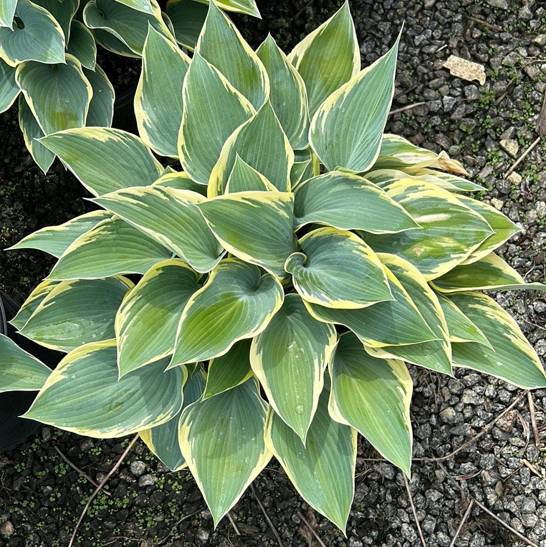 GoBuyPlants® Hosta First Frost bush with lush green foliage and variegated leaves, perfect for garden shading and landscape design.