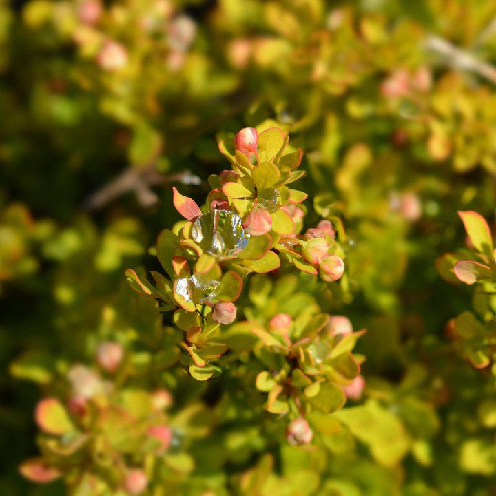Small Barberry Tiny Gold bush from GoBuyPlants® with vibrant yellow foliage in a garden setting.