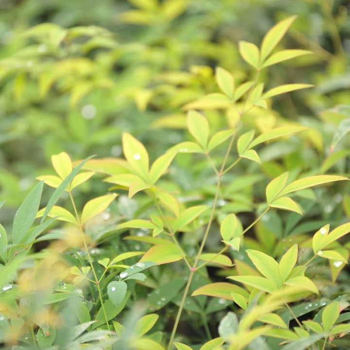 Nandina Cool Glow® Lime bush with vibrant lime green foliage, part of GoBuyPlants® collection of bushes and trees.