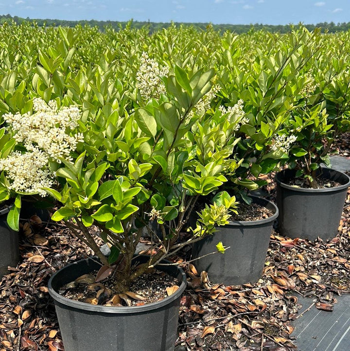 Waxleaf Ligustrum jap. shrub from GoBuyPlants® with dense green foliage, ideal for privacy screens or decorative hedges.