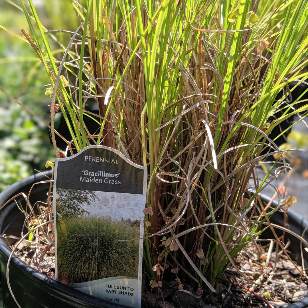Miscanthus Maiden Grass bush by GoBuyPlants® showing tall, feathery ornamental grass with slender leaves and graceful plumes.