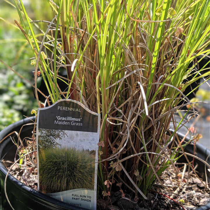 Miscanthus Maiden Grass bush by GoBuyPlants® showing tall, feathery ornamental grass with slender leaves and graceful plumes.