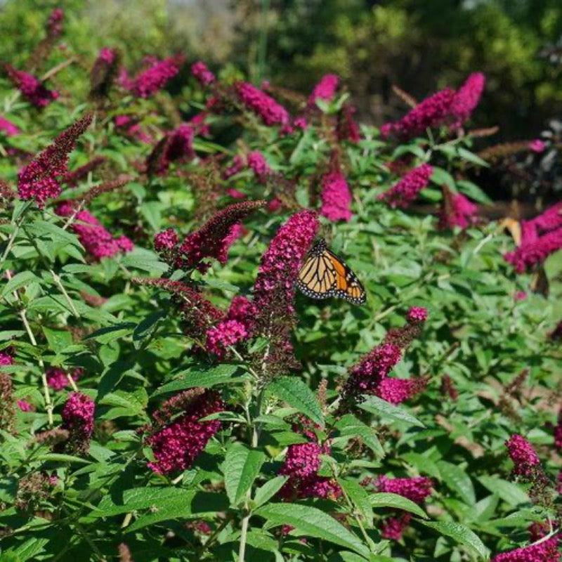 GoBuyPlants® Buddleia Miss Molly bush with vibrant purple flowers and green foliage, showcasing its lush, flowering nature.