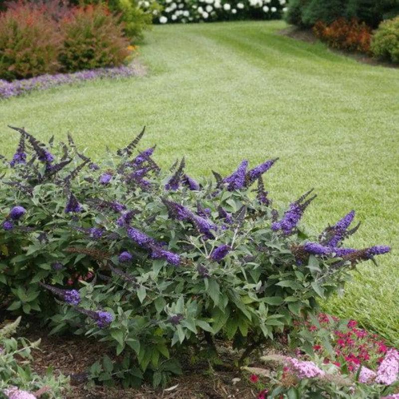 Blue Buddleia Pugster® bush with vibrant purple-blue flowers and green foliage, flowering densely in full bloom.