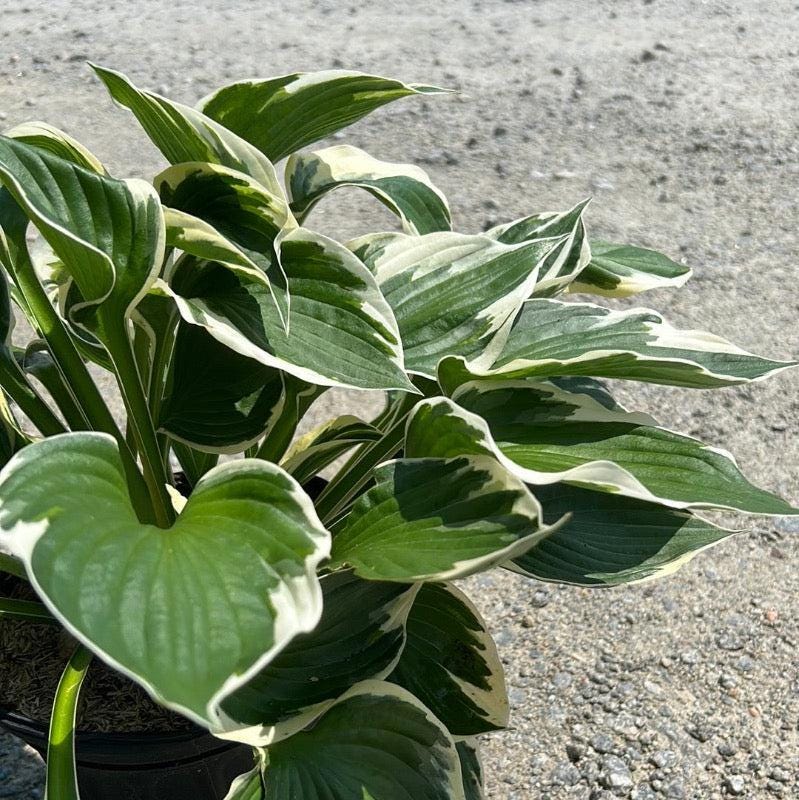 GoBuyPlants® Hosta Patriot bush with lush green and variegated leaves, ideal for shaded garden landscapes.