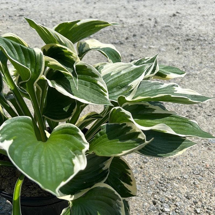GoBuyPlants® Hosta Patriot bush with lush green and variegated leaves, ideal for shaded garden landscapes.