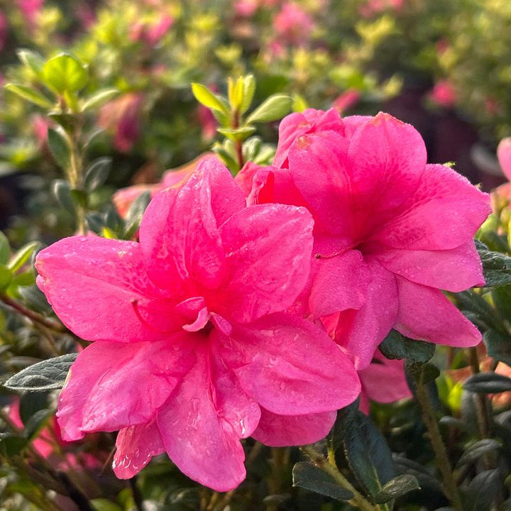 Azalea Encore Autumn Empress bush, vibrant flowering shrub with lush green foliage, grown by GoBuyPlants®.