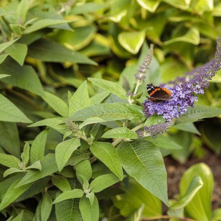 Buddleia Pugster® Blue bush featuring vibrant blue flowers and lush green foliage, ideal for garden landscaping.