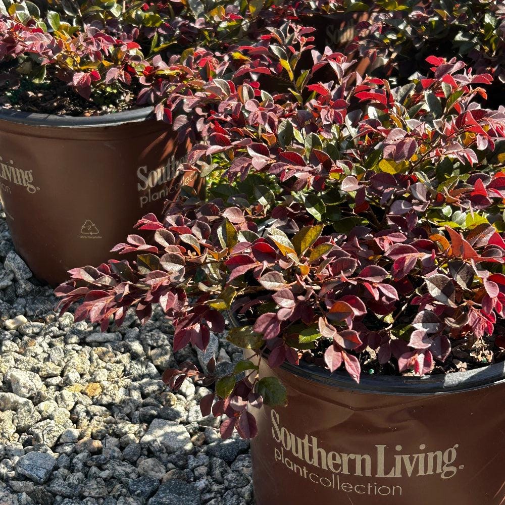 Purple Loropetalum Purple Daydream bush from GoBuyPlants®, showcasing deep purple foliage and vibrant flowering branches.