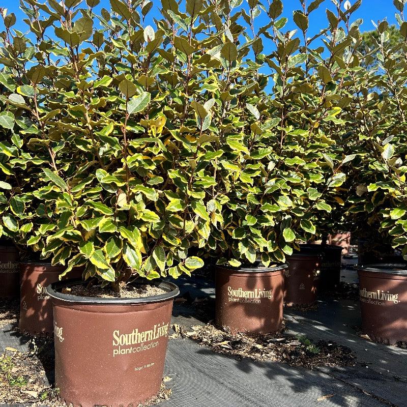 Elaeagnus Olive Martini bush, a versatile evergreen shrub with silvery leaves, from GoBuyPlants® for garden landscaping.