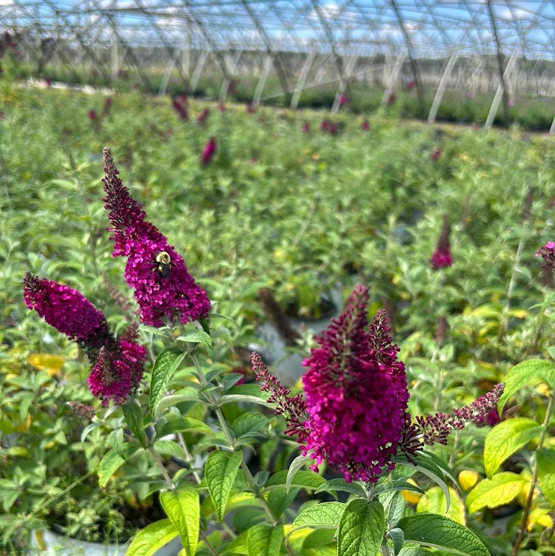 Buddleia Miss Molly shrub from GoBuyPlants®, showing vibrant purple flowers and lush green foliage in a garden setting.