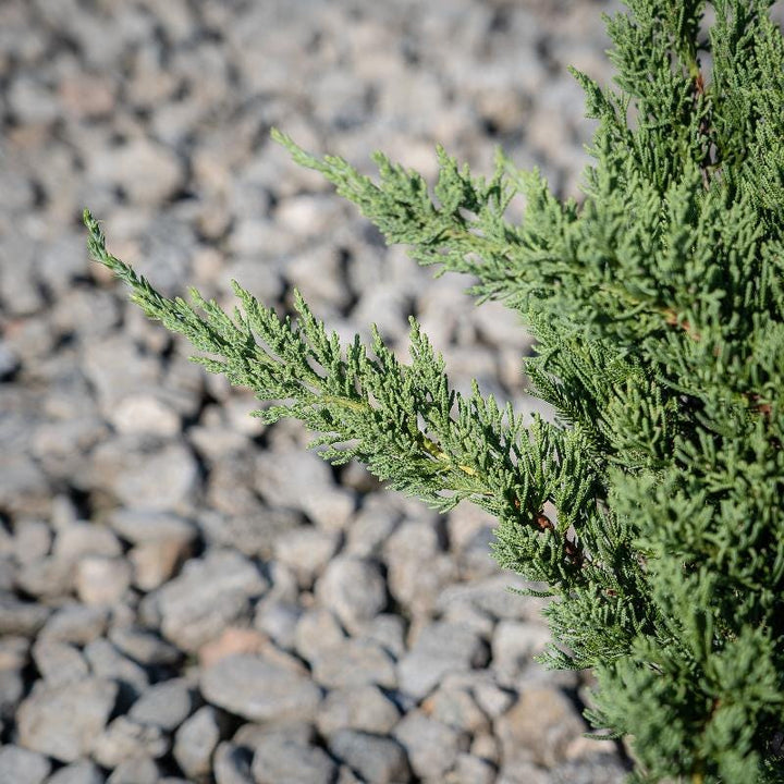 Juniper Parsoni bush from GoBuyPlants® showing dense green foliage and upright growth in a garden setting.