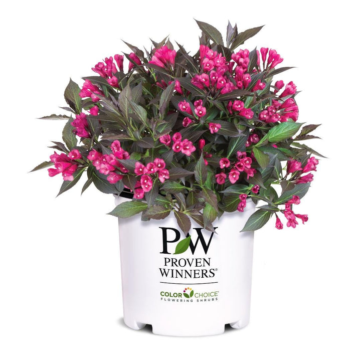 Weigela Spilled Wine® bush with vibrant purple and red foliage, healthy growth, and compact shrub form.