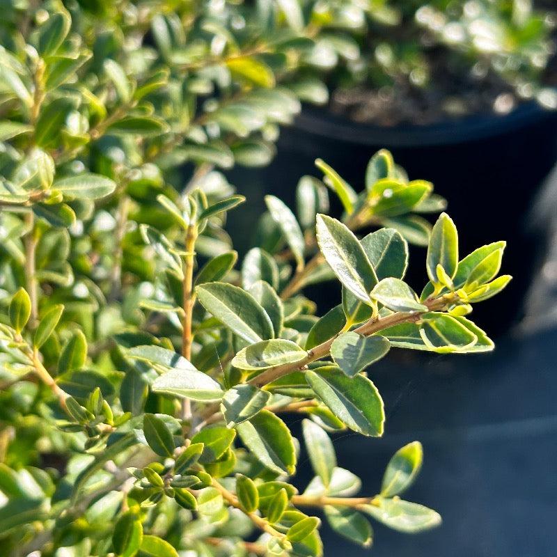 Green Ilex Lustre bush from GoBuyPlants® with lush, vibrant foliage, ideal as decorative shrub or garden accent.