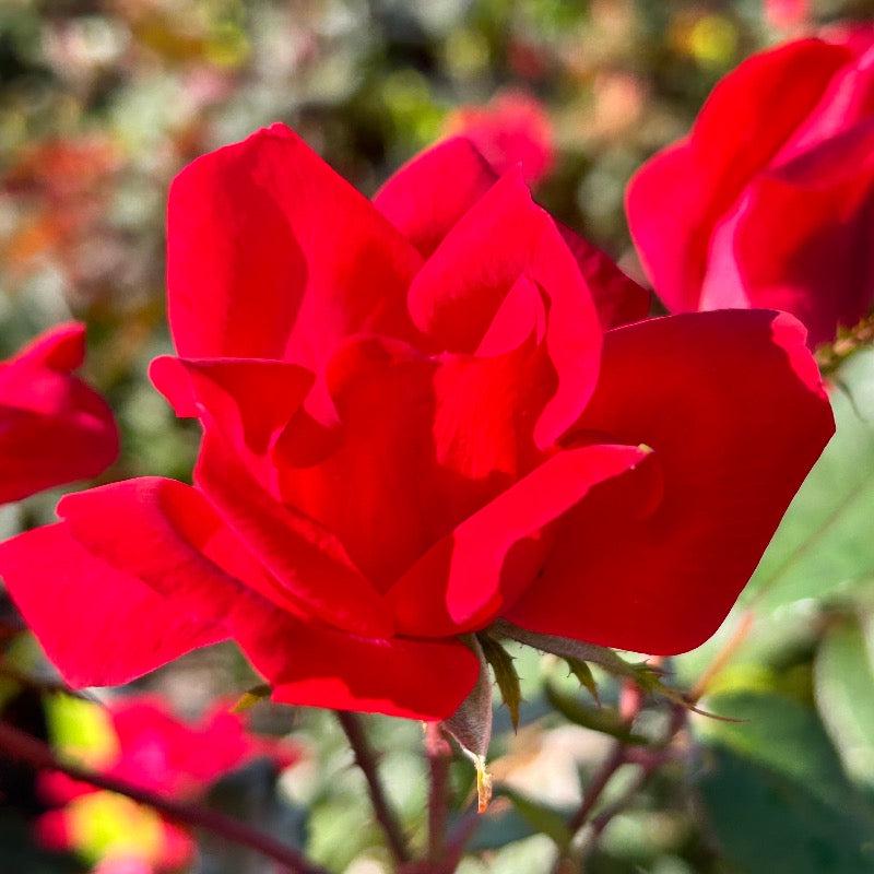 Rose Knock Out® bush, vibrant red flowering shrub from GoBuyPlants®, with lush green foliage and blooming roses.