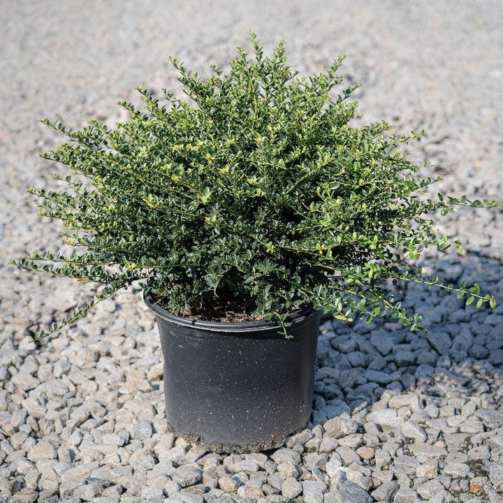 Dense Ilex Helleri bush, vibrant green foliage, healthy shrub from GoBuyPlants® for landscaping or decorative planting.