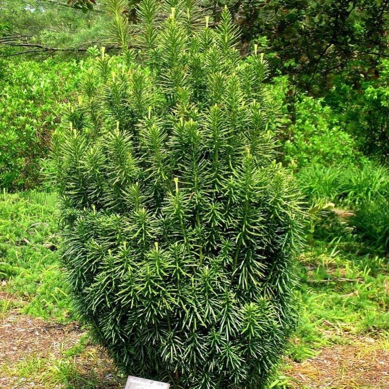 Cephalotaxus Fastigiata bush with narrow, upright green foliage, natural outdoor setting, by GoBuyPlants®.