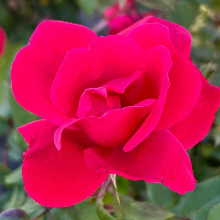 Rose Knock Out® bush, vibrant red flowering shrub from GoBuyPlants®, with lush green foliage and full blooms.