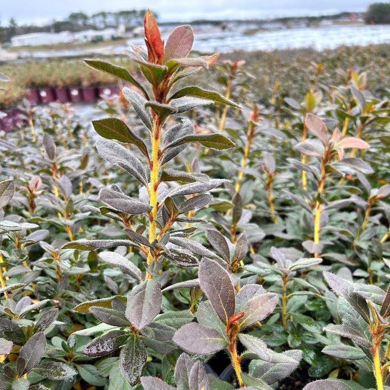 Azalea Encore Autumn Sangria bush with vibrant reddish-purple flowers, foliage, and green leaves, planted outdoors.