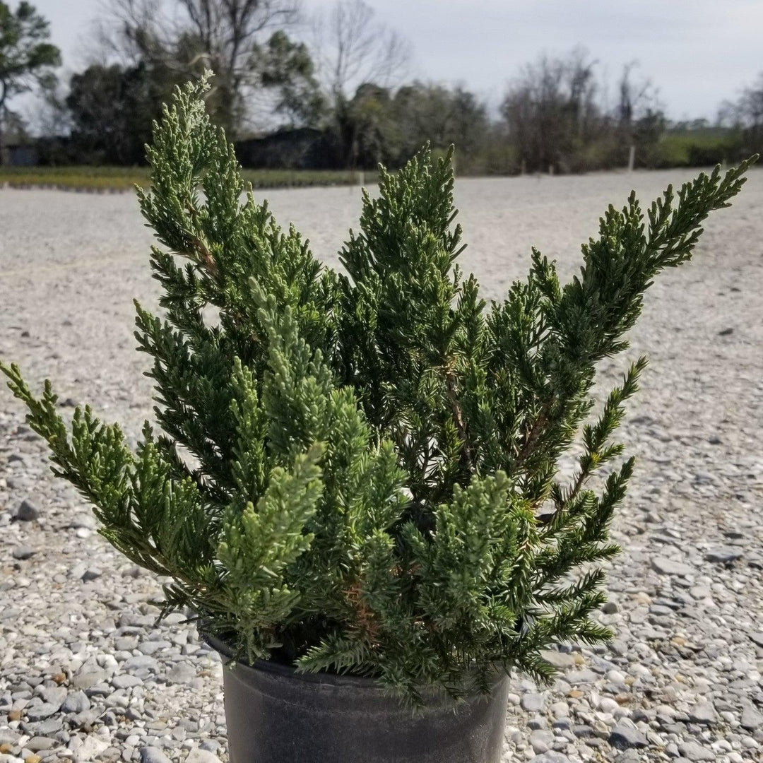 Juniper Parsoni bush from GoBuyPlants®, showing dense green foliage and slender branches in a natural outdoor setting.