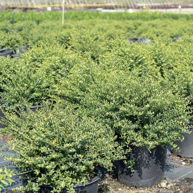 Healthy Ilex Helleri bush from GoBuyPlants® with dense green foliage, ideal for landscaping or decorative garden use.