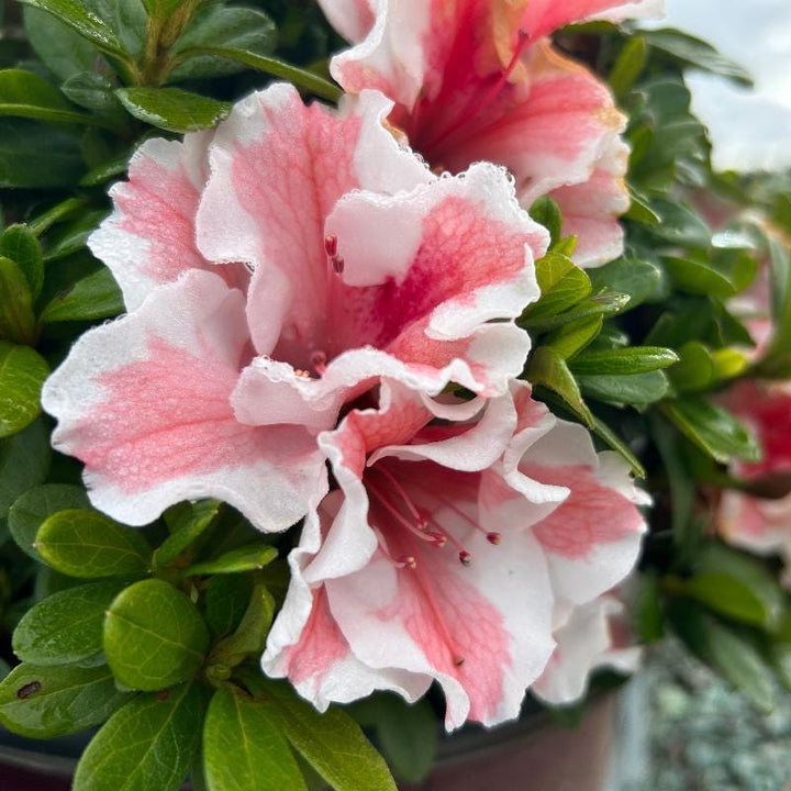 Azalea Encore Autumn Starburst bush, vibrant fall foliage, lush green leaves, and colorful autumn hues, planted in garden soil.